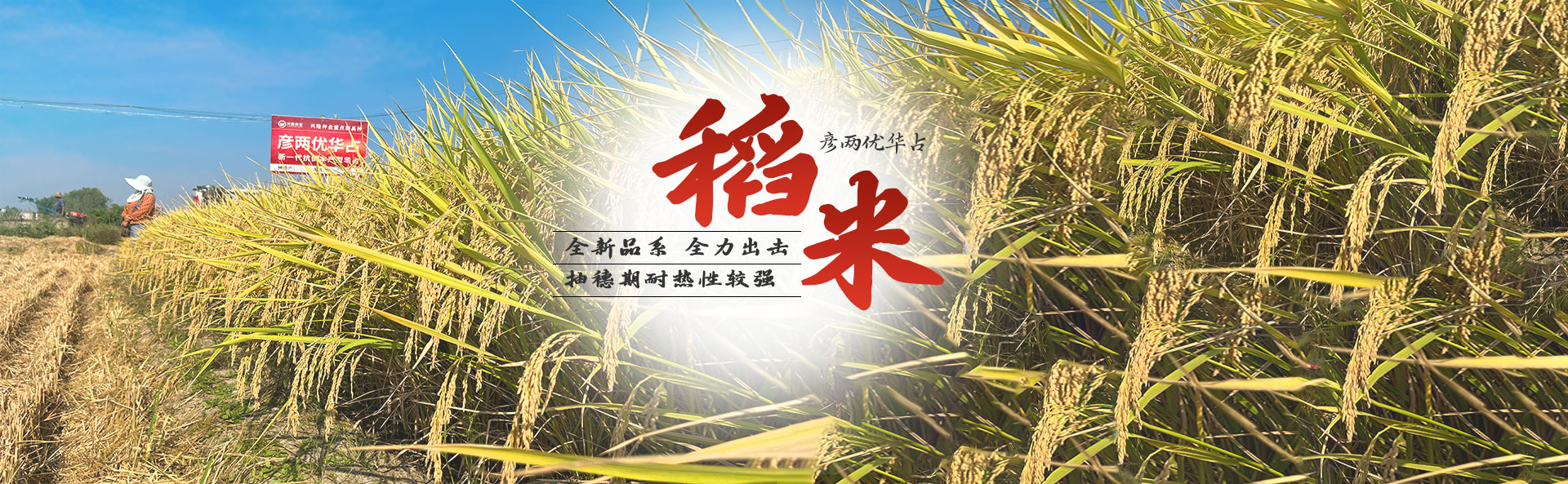 金沙js6038_长沙稻谷种植与销售|长沙农作物品种的选育